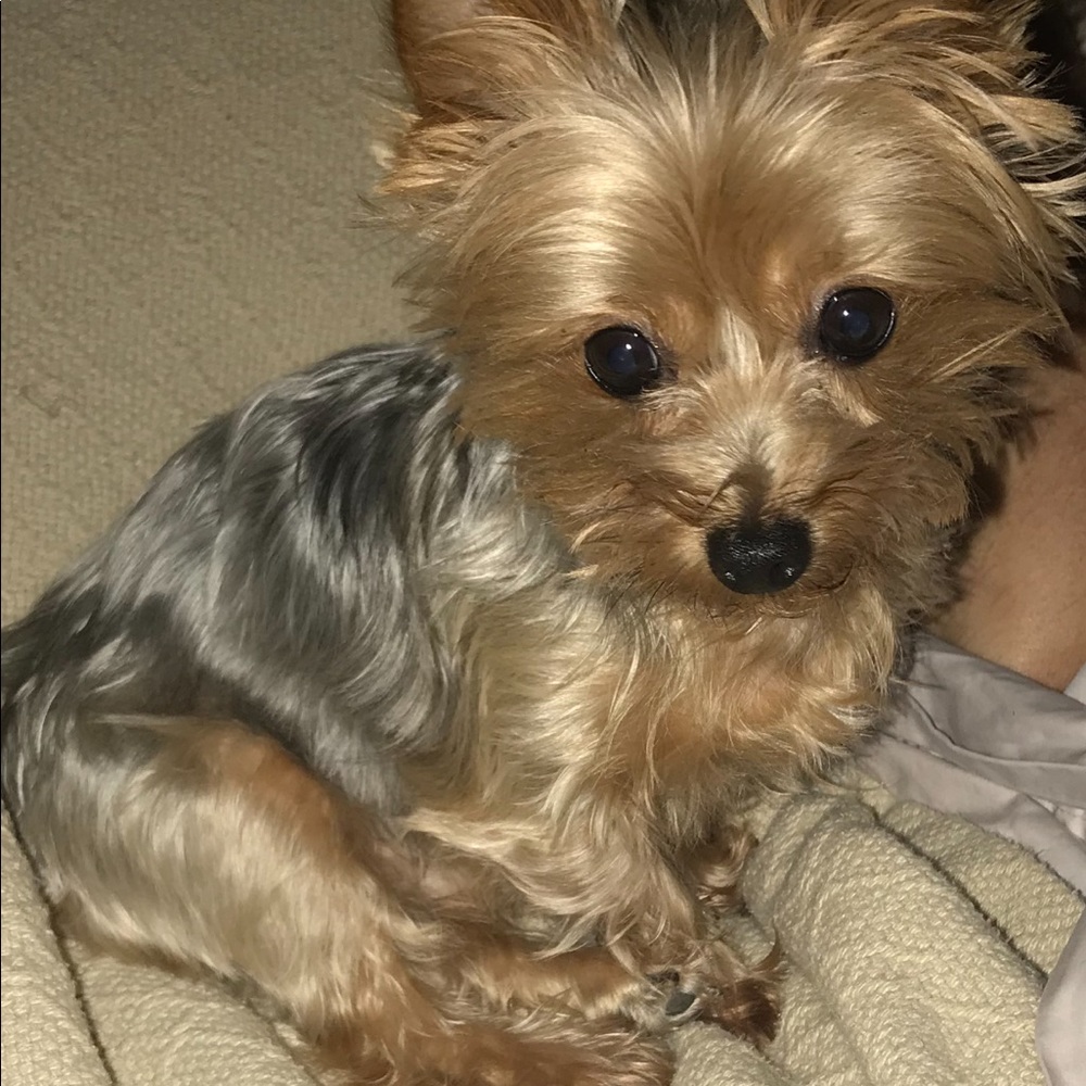 Meet your Posher, Dena